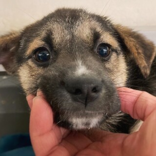 【相談中】かわいい子犬　ももこちゃん　1ヶ月半