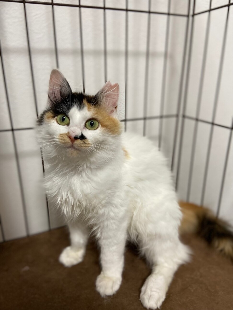 Alps Cru – ※三毛猫様、専用です。 Alps Cru – ※三毛猫様、専用です。 mqdefault.jpg