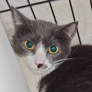 ちょっとビビりだけど撫でられると嬉しい夏子ちゃん♡