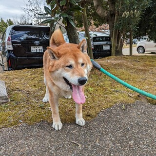 コロ★雄１０歳★岐阜～里親募集