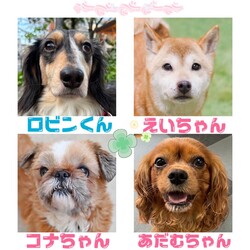 愛知県一宮市　保護犬のお見合い会 サムネイル2