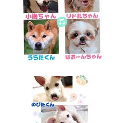 愛知県一宮市　保護犬のお見合い会 サムネイル3