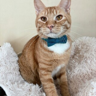 かまって！遊んで！そばにいて♡とん太くん