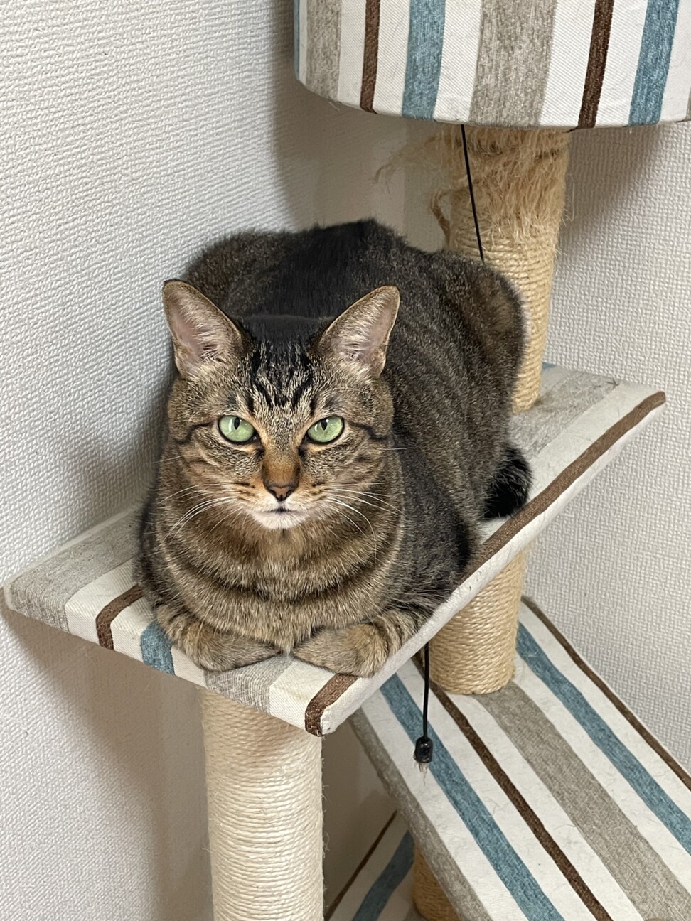 しめじ