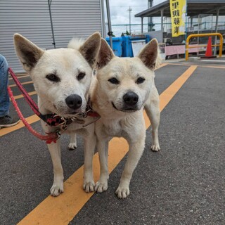 ロクとセブン（兄弟）★雄、ミックス★岐阜～里親募集