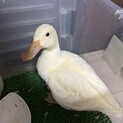募集一時保留