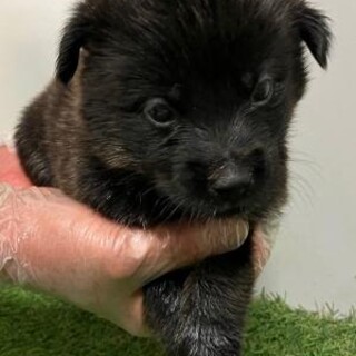 子犬が収容されています‼️