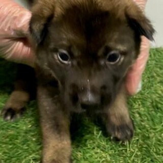 子犬が収容されています‼️