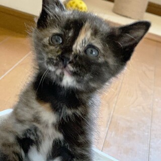 【5/12東銀座】クランチちゃん★1ヵ月半♪