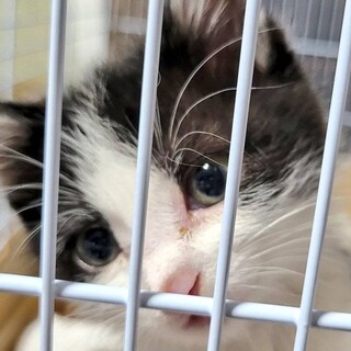 元気いっぱいな白黒ハチワレの男の子です