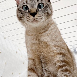 【5/12東銀座】やなぎくん★10ヵ月♪