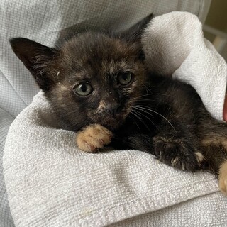 ２０２４年５月７日に保護したサビガラの子猫