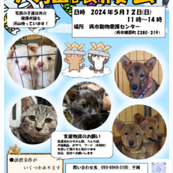 犬猫譲渡会