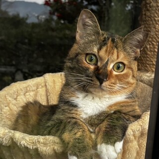 うさぎ尻尾プリプリ美人猫（糸島市）