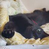 はらぺこ怪獣