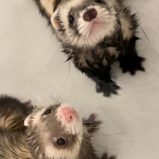 フェレットの男の子2匹