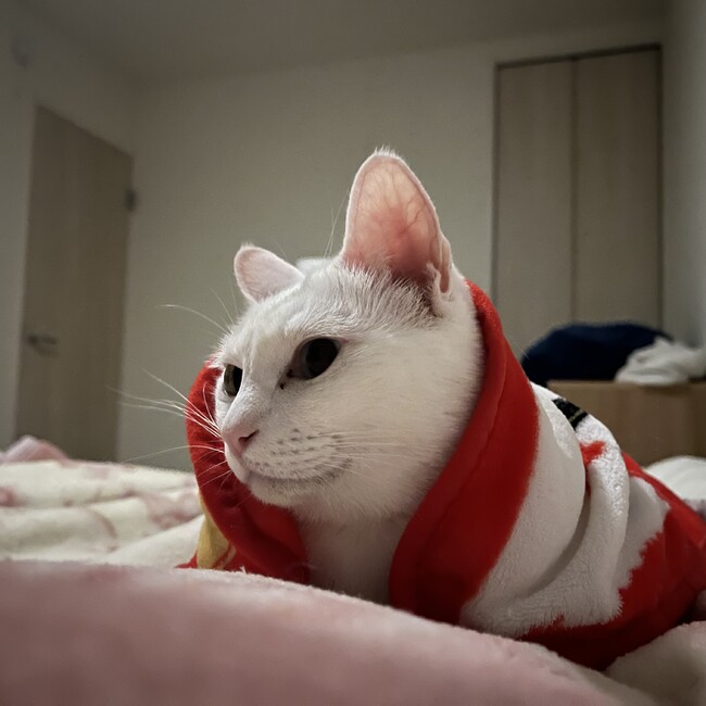 アメリア168のカバー写真