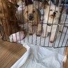 甘えん坊なMIX犬❤︎ボビーくん サムネイル4