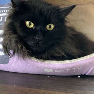 立て髪フサフサのナイトくん