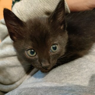 生後１ヶ月半の子猫です。里親を探しています。