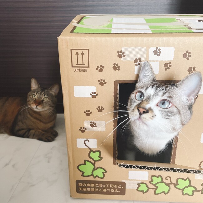 gako.のカバー写真