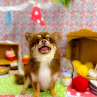 ちょび丸