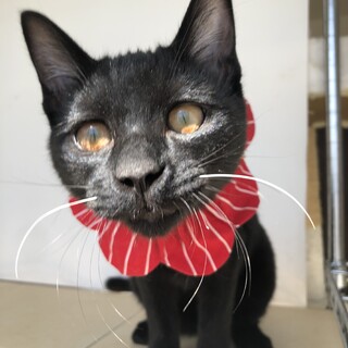 12.19日譲渡会 人馴れ抜群デカ猫リンゴ君