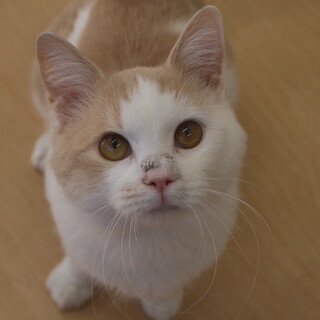 サラミちゃん　推定４才　男の子