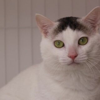 ピクルスちゃん　推定1才　男の子