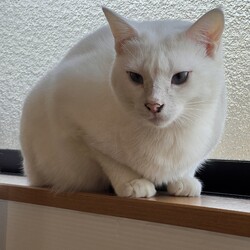 5/12(日)保護猫譲渡会@名古屋 サムネイル2