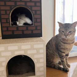 5/12(日)保護猫譲渡会@名古屋 サムネイル3