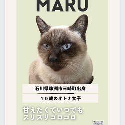 5/19(日)能登半島ねこの譲渡会@アニコム損保中部支店 サムネイル2