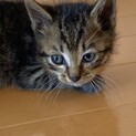 生後1ヶ月子猫の里親募集！