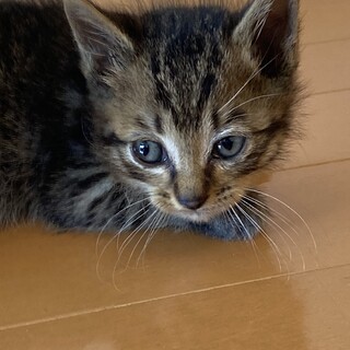 生後1ヶ月子猫の里親募集！