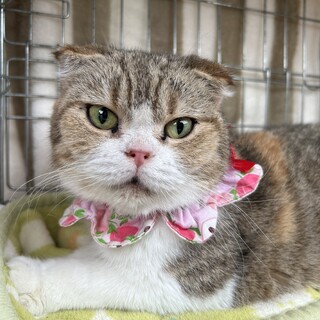 推定2019.4月生 キジ三毛♀ととちゃん♡