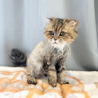推定2019.4月生 長毛キジ♀ののちゃん♡