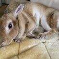 うさぎ♀ 里親募集