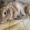 うさぎ♀ 里親募集 サムネイル1
