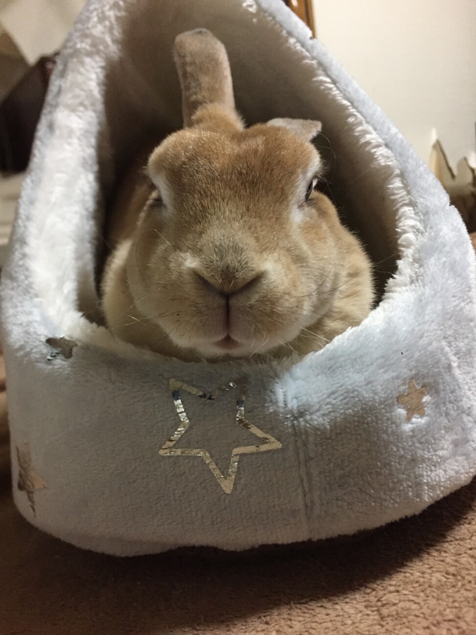 うさぎ♀ 里親募集 サムネイル2