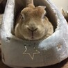 うさぎ♀ 里親募集 サムネイル2