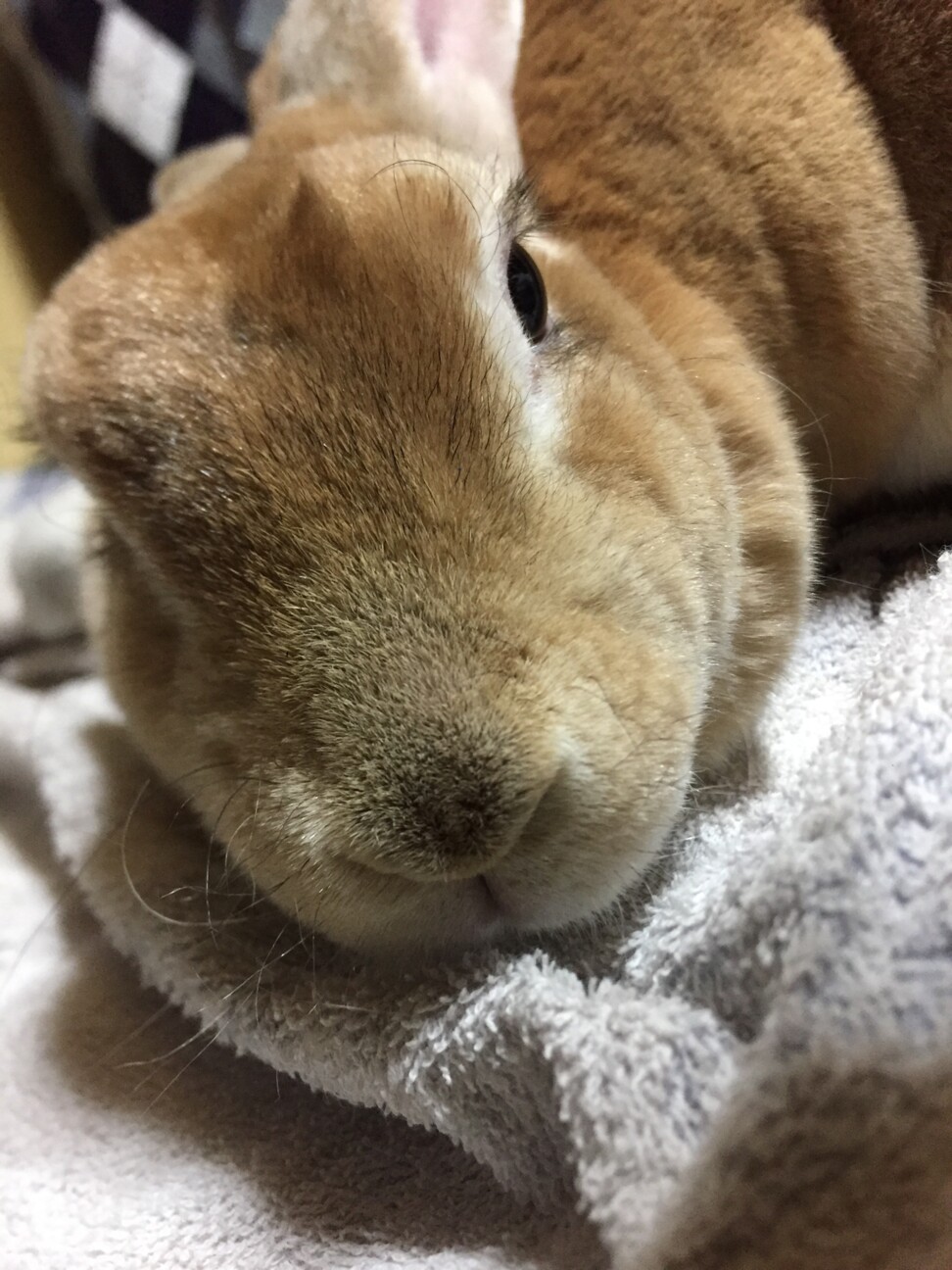 うさぎ♀ 里親募集 サムネイル3