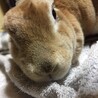 うさぎ♀ 里親募集 サムネイル3