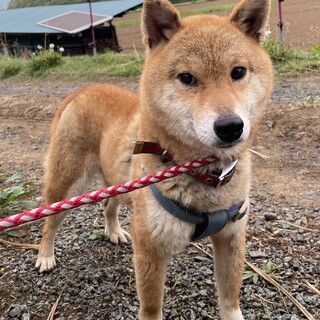 小さめ柴犬2  歳の女の子