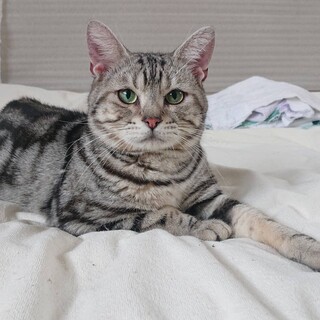 石川県より保護アメリカンショートヘアー♂3.4歳位