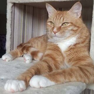 僕をかまって～♡ 茶白男子　ダイスケ♂