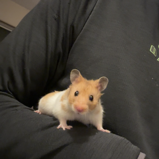 ハムスターの里親を募集しています