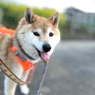 お散歩大好き！人懐こい柴犬、はる助君♪