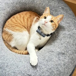 犬と猫の里親探し会 サムネイル2