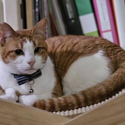 犬と猫の里親探し会 サムネイル3