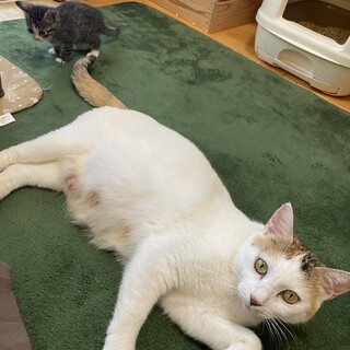 ４匹の子猫のママ★三毛ちゃん人馴れ◎